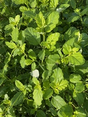 Amaranthus albus