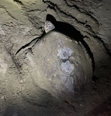 Eretmochelys imbricata