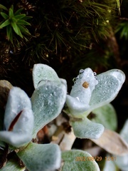 Anaphalis nepalensis