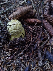 Amanita muscaria guessowii