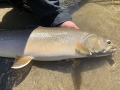Salvelinus confluentus
