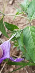 Ruellia pedunculata