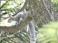 Sciurus aureogaster