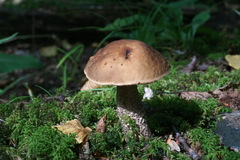 Leccinellum pseudoscabrum
