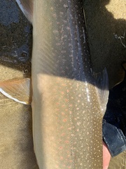 Salvelinus confluentus