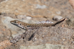 Podarcis siculus