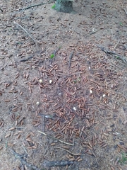 Amanita muscaria guessowii