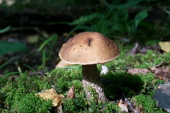 Leccinellum pseudoscabrum