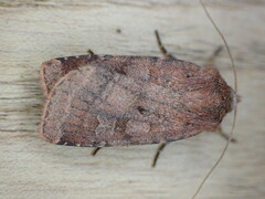 Diarsia rubi
