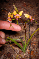 Diuris longifolia