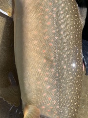 Salvelinus confluentus