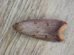 Tachystola acroxantha