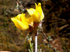 Aspalathus tridentata