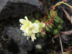 Saxifraga