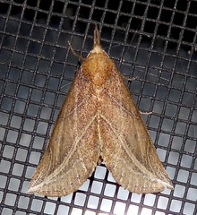 Phyprosopus callitrichoides