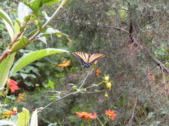 Papilio multicaudata multicaudata