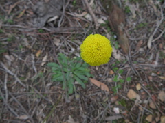 Craspedia variabilis