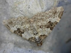 Xanthorhoe fluctuata