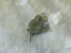 Cipangopaludina malleata