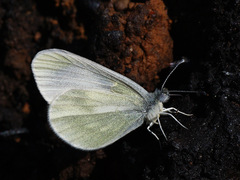 Leptidea sinapis