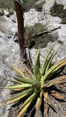 Agave chrysantha
