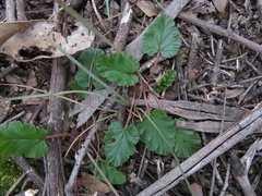 Pelargonium rodneyanum
