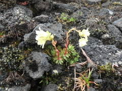 Saxifraga