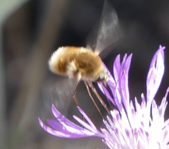 Bombyliini