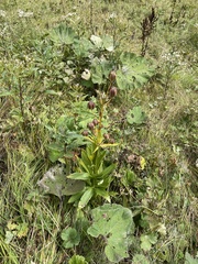 Lilium martagon
