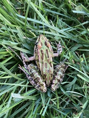 Lithobates pipiens