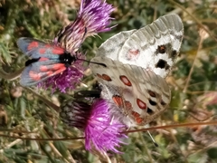 Parnassius apollo