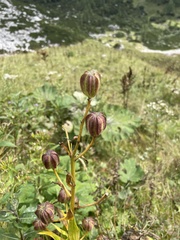 Lilium martagon