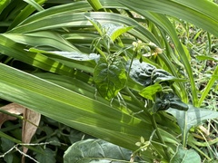 Solanum emulans