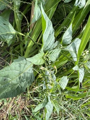 Solanum emulans
