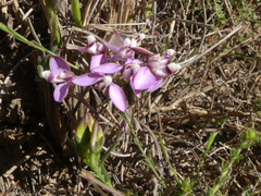 Polygala umbellata