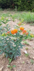 Asclepias tuberosa interior