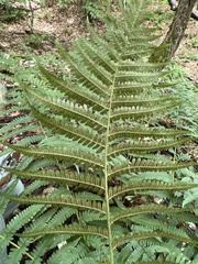 Dryopteris filix-mas