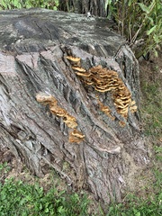 Pycnoporellus fulgens