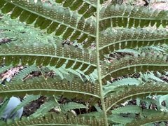 Dryopteris filix-mas