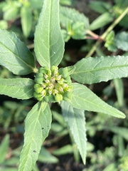 Euphorbia dentata