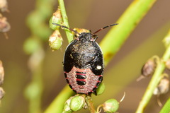 Piezodorus lituratus