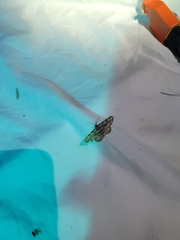 Lygropia rivulalis