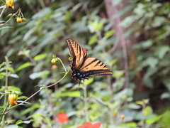 Papilio multicaudata multicaudata