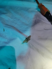 Lygropia rivulalis