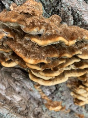 Pycnoporellus fulgens