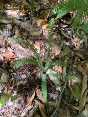 Asplenium platyneuron