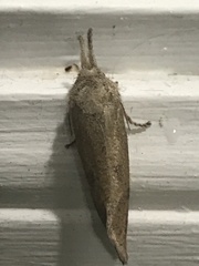 Acrolophus plumifrontella
