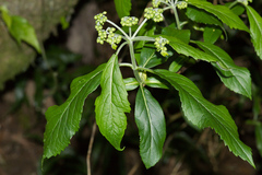 Hydrangea chinensis
