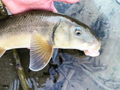 Catostomus macrocheilus