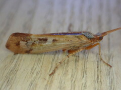 Limnephilus